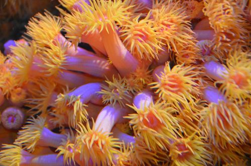 underwater world yellow orange