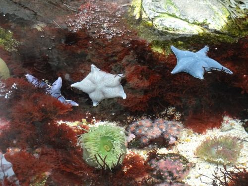 underwater world starfish colorful