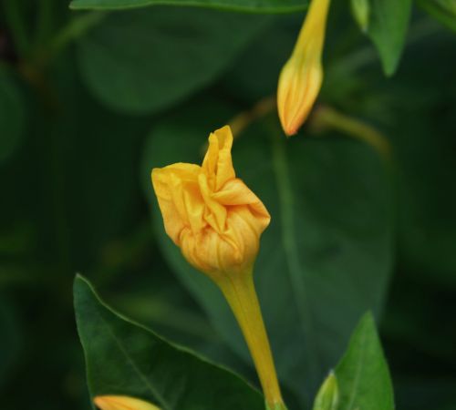 Unfurled Yellow Flower