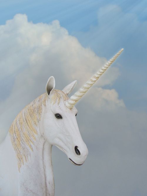 unicorn animal magic fantasy