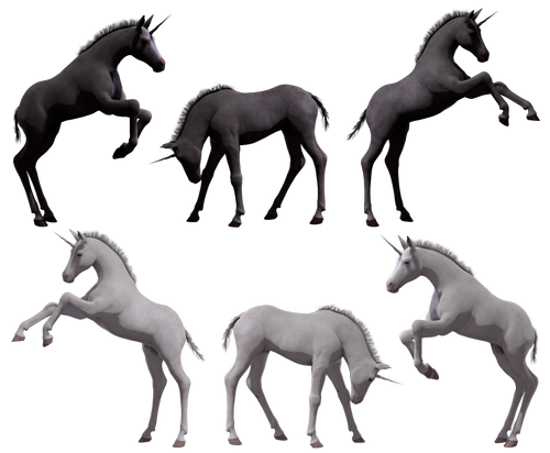 unicorn  foal  colt