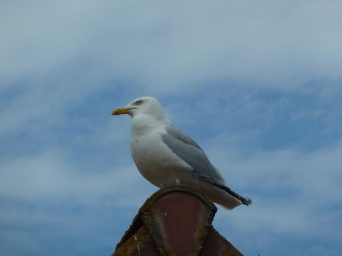 Unique Seagull Sitting On A Roof