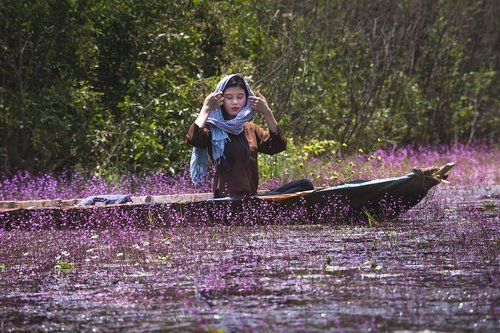 united  turkish  rolling purple plant