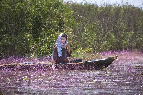 united  turkish  rolling purple plant