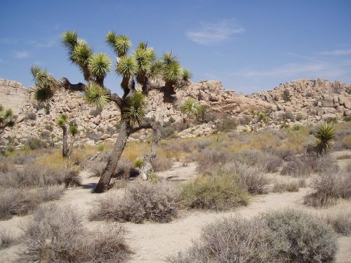 united states joshua tree national park california