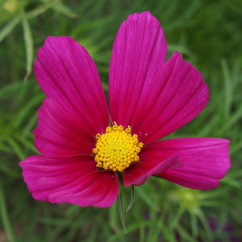 universe cosmos flower red flower