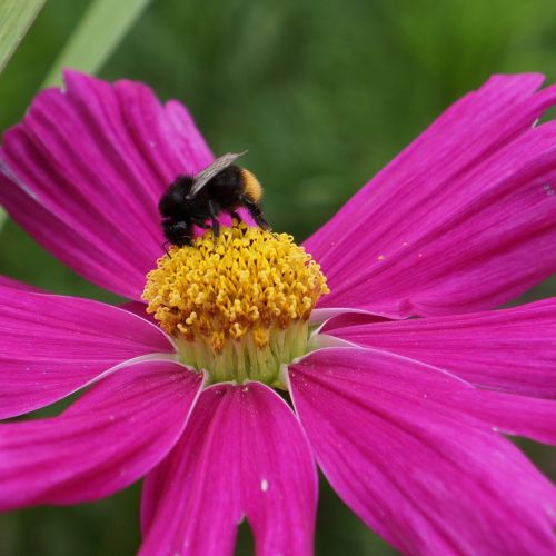 universe cosmos flower bee in bloom