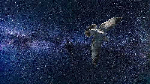 universe bird space