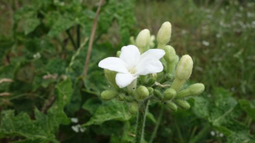 Unknown White Flower