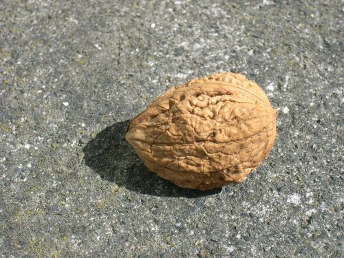 unopened fruit walnut