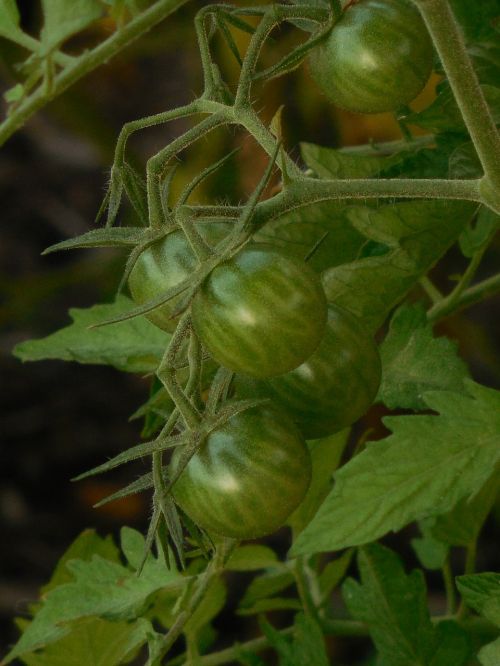 unripe tomatoes tomato