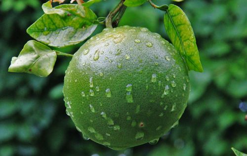 unripe orange raindrop green