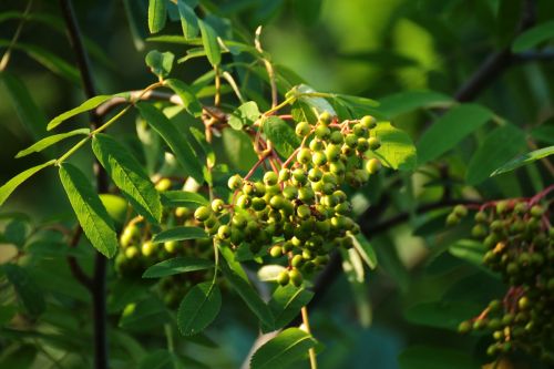 unripe rowan berries green tree
