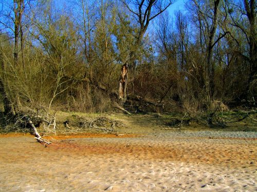 untouched nature drava sandy beach