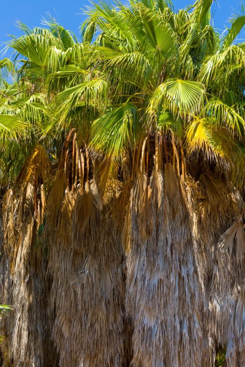 Untrimmed Palm Trees