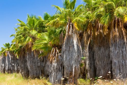 Untrimmed Palm Trees