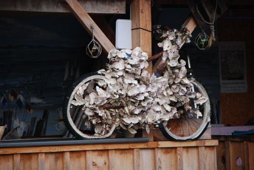 bike covered shells