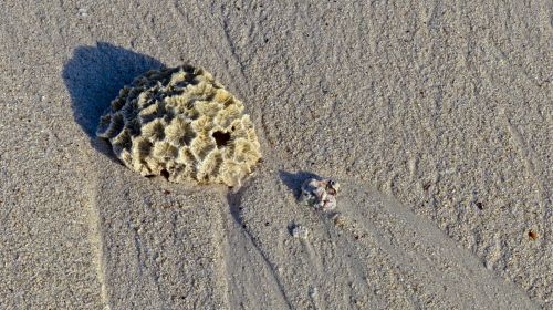 Unusual Shell On Sand