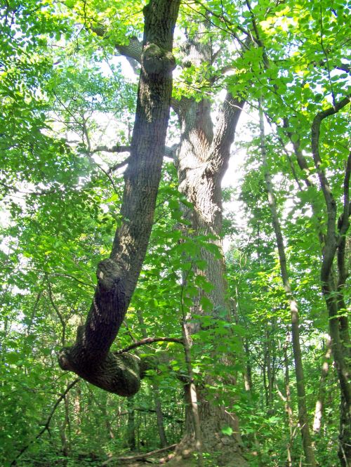 Unusual Tree Branch