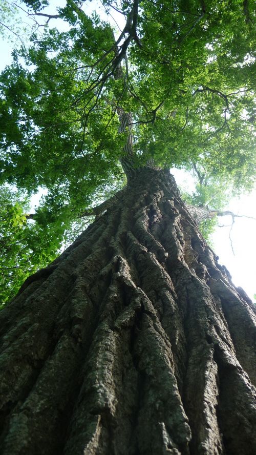 Up A Tree