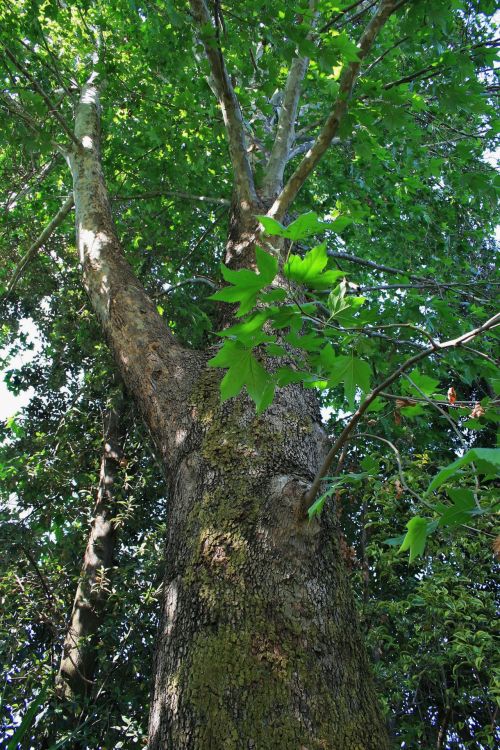 Up Into A Plane Tree