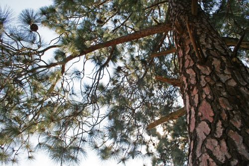 Up Into Pine Tree