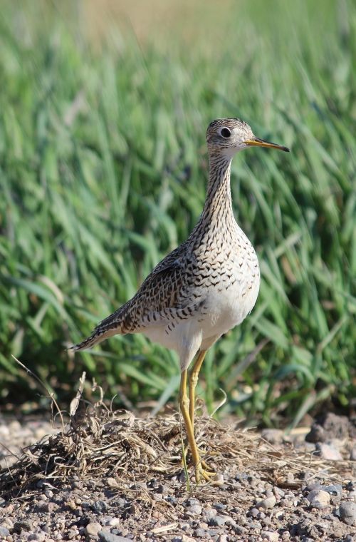 upland sandpiper bird beak