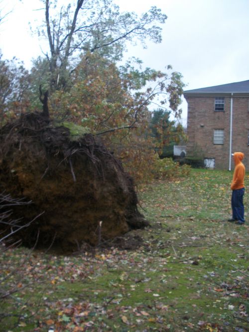 Uprooted Tree