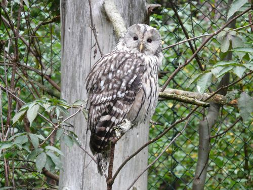 ural owl owl strix ancient
