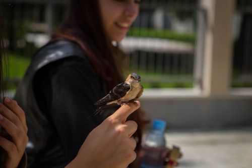 urban bird women
