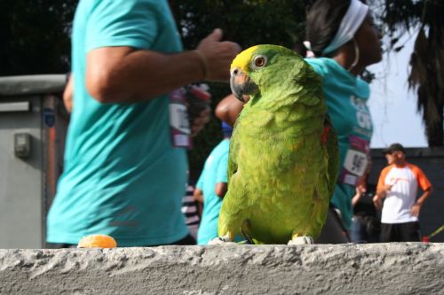 urban caracas city