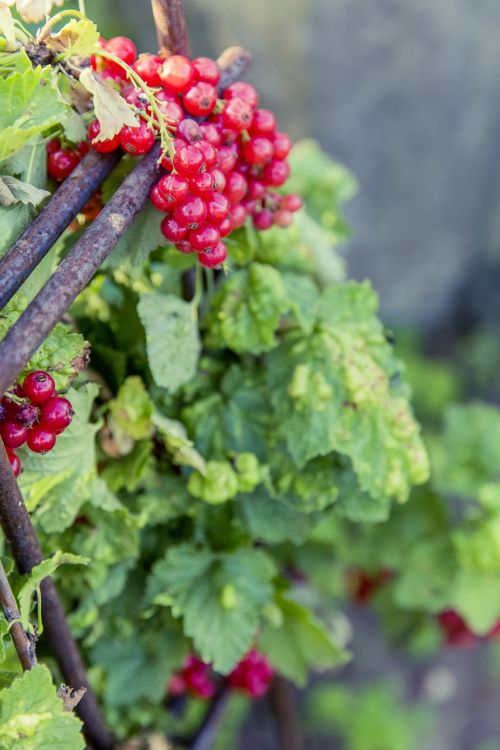 urban gardening self catering berries