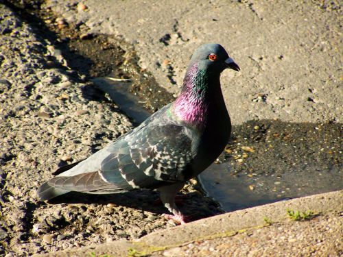 urban pigeon bird animal