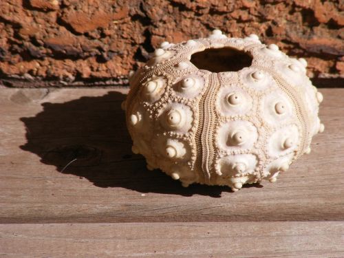 urchin shell test