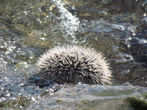 urchin ocean nature