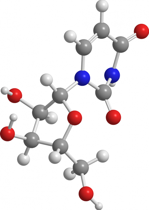 uridine nucleic acids chemistry
