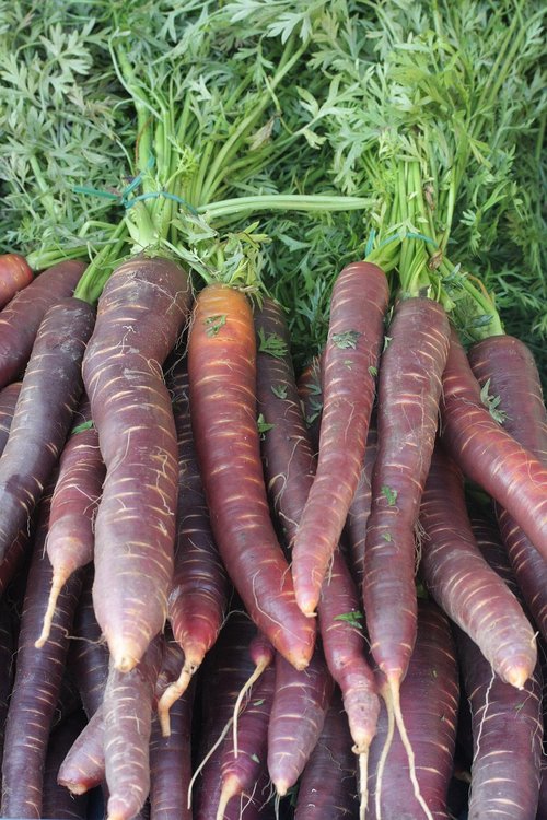 urmöhre  carrots  urkarotte
