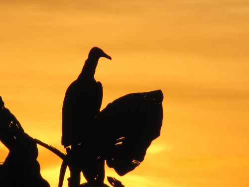 urubu vulture birds