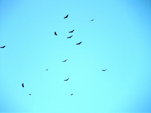 Vultures In The Sky