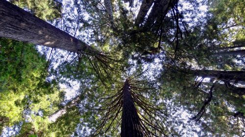 redwoods sequoia usa