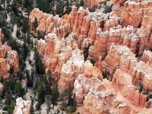 usa bryce canyon woodos