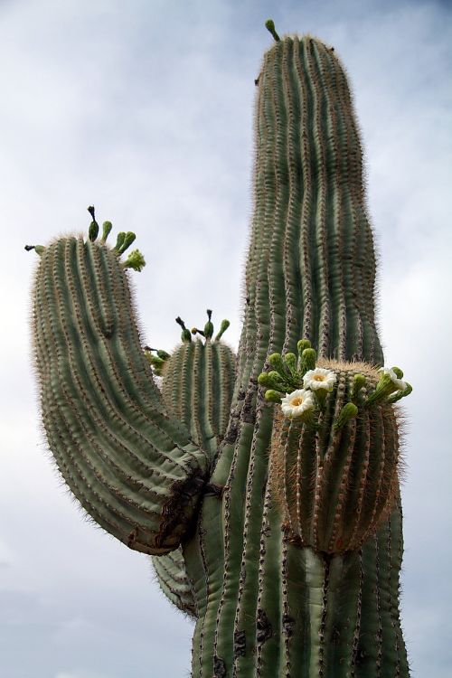 usa arizona cactus