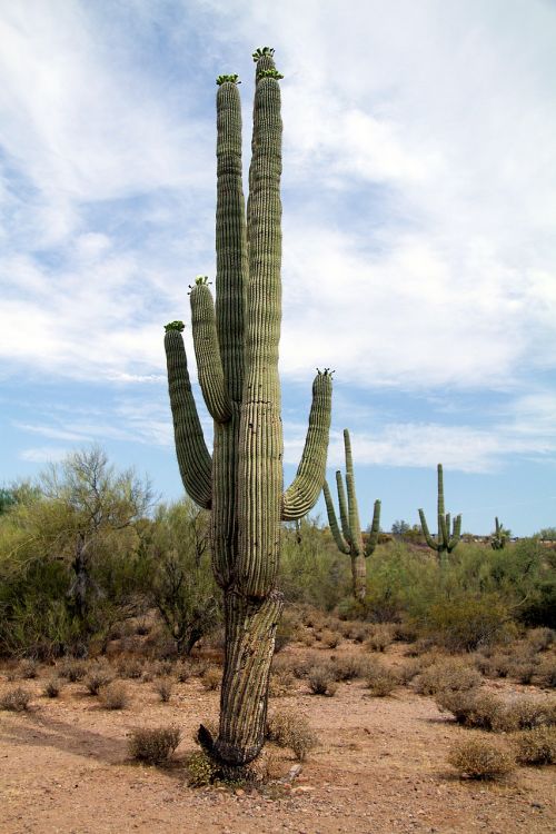 usa arizona cactus
