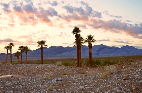 usa palm trees holiday