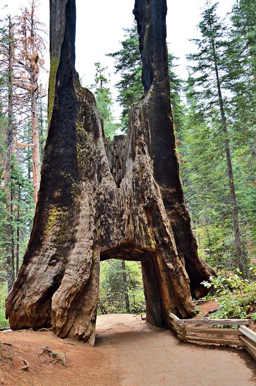 usa sequioa tree sequoia trees