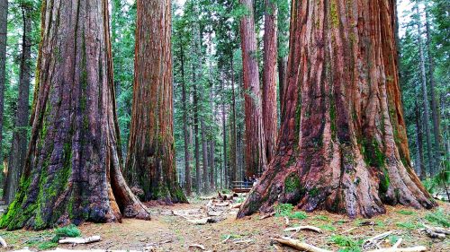 usa park sequoia