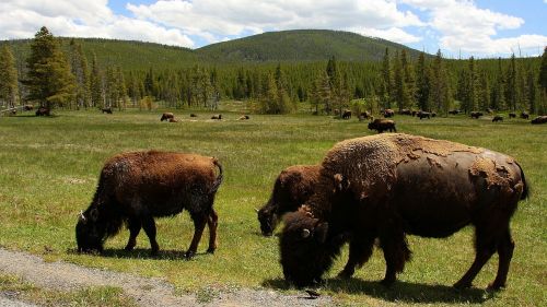 usa buffalo yellowstone national park