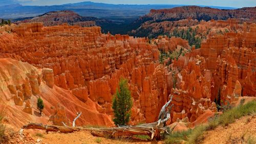 usa bryce canyon root