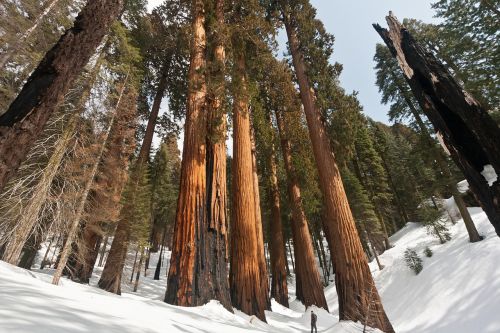 usa california sequoia national park