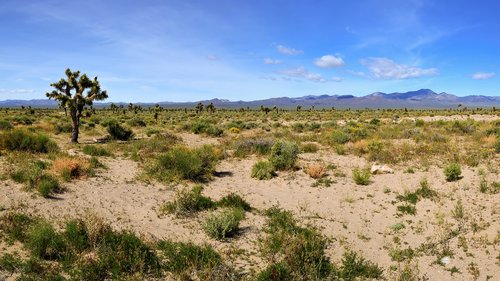 usa  arizona  desert